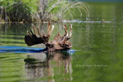 Bull Moose swimming in Grand Teton National Park